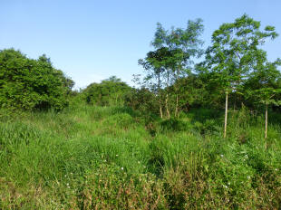 This is a picture showing a secondary woodland